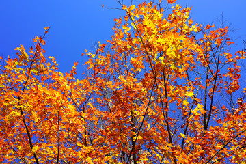 Wall Mural - Colorful foliage of a maple tree in autumn
