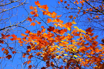 Wall Mural - Colorful foliage of a maple tree in autumn
