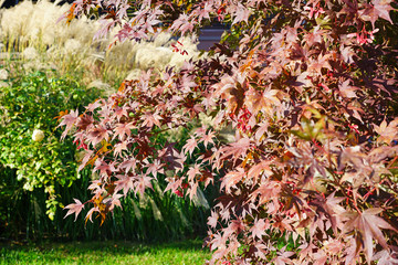 Wall Mural - Red foliage of a Japanese Maple tree in the fall