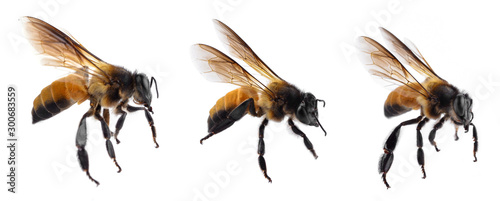 Bee isolated on white background. Poster Mural XXL