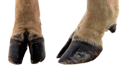 cow hooves on white background.