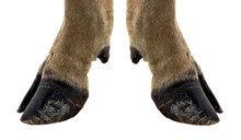 Cow Hooves On White Background.