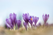 crocus flower on the mountain slopes in spring after snow melts