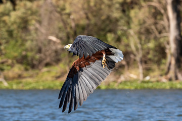 Fish eagle catching a fish from Lake Naivasha. Kenya