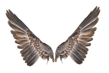 Wing Bird Isolated On White Background