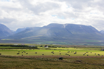 Poster - paysage de campagne