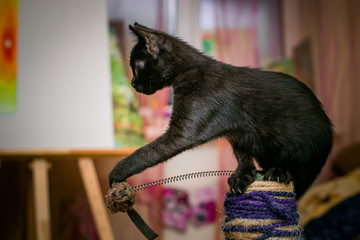 Wall Mural - Black kitten 3 months old sitting on clawfish. tabby cat sits next to claw stick in background of room.