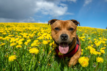Portrait Of A Staffordshire Bull Terrier In Yellow Flower Field In Spring. Blue Sky, Summer, Pet, Dog, Flowers, Nature, Landscape Concept.