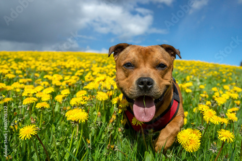 Fotomural Portrait of a staffordshire bull terrier in yellow flower field in spring
