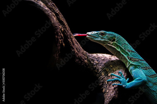 Photographie Varanus prasinus lizard climbing a tree with a black background