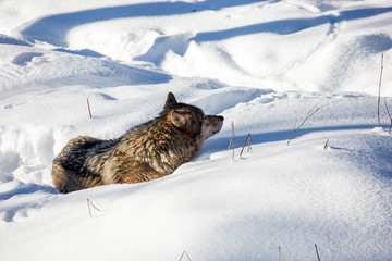 Sticker - Gray polar wolf resting