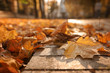 © New Africa - Dry leaves on paved street in sunny autumn park, closeup