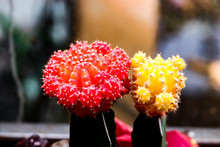 Red And Yellow Tiny Cactuses