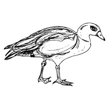 Isolated Vector Illustration. Egyptian Goose. (Alopochen Aegyptiaca). Stylized African Duck Bird. Hand Drawn Linear Doodle Sketch. Black Silhouette On White Background.