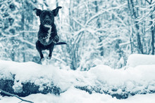 A Small Black Dog Jumps Over A Fallen Tree In The Snow. Cold Winter Weather, Forest And Snowfall.