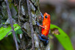 Strawberry Poison-Dart Frog (Oophaga pumilio) on a tree in tropical rainforest, Costa Rica