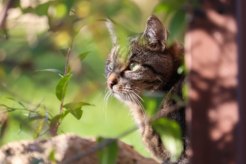 Cat in the garden 