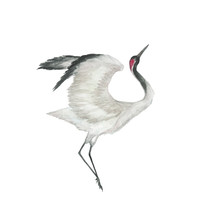 Watercolor Painting A Dancing Heron Isolated On White