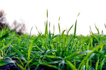 Wall Mural - natural green background with selective focus. autemn