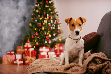 Wall Mural - Jack Russell terrier as christmas present for children concept. Four months old adorable doggy on by the holiday tree with wrapped gift boxes, festive lights. Festive background, close up, copy space.