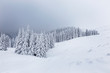 © alpinetrail - Winter landscape with pine trees in snowy mountain meadow. Mysterious foggy forest.