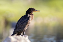 Neutropic Cormorant Resting In A Lake