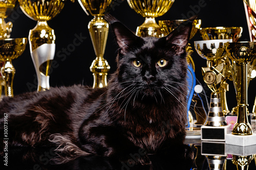 Obraz Dibond Black cat, multiple champion in competitions. Cups, awards and diplomas for victories. Portrait of a black cat on a background of goblets