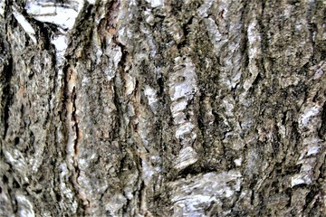 the structure of the tree bark closeup,textures and backgrounds