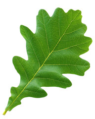 Wall Mural - green oak leaf isolated on white background.