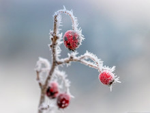 Frosty Red Rose Hips On A Blurred Background_