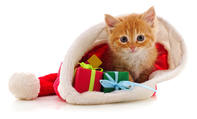 Wall Mural - Kitten with Christmas gifts.