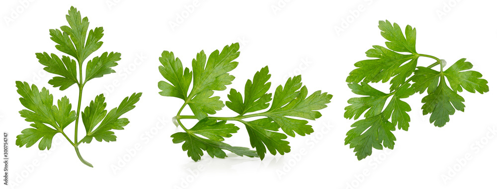 collection of parsley leaves isolated on a white background - obrazy, fototapety, plakaty 