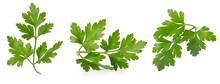 Collection Of Parsley Leaves Isolated On A White Background