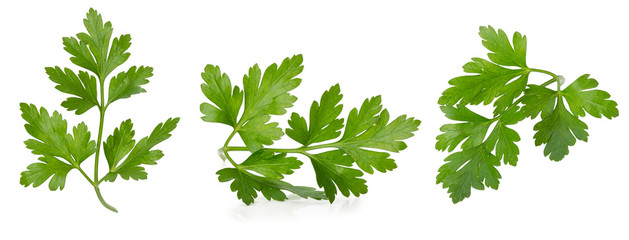 Wall Mural - collection of parsley leaves isolated on a white background