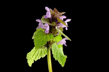 Wall Mural - Purpurrote Taubnessel (Lamium purpureum)