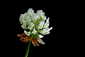 Wall Mural - The white clover (Trifolium repens), also called creep clover