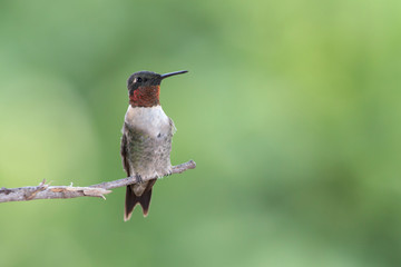 Wall Mural - Ruby-throated hummingbird feeder backyard home 