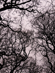  Branches silhouette