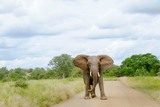 Fototapeta Perspektywa 3d - African Elephant bull standing in the middle of the road with ears open