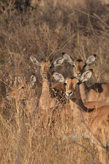 Wall Mural - Timid young impalas peer ot through the long grass at Kruger Park in South Africa.