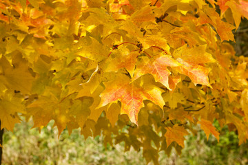 Wall Mural - close up view of bright golden yellow leaves on a maple tree on a sunny autumn day