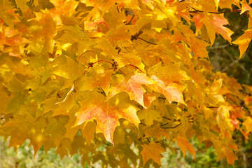 Wall Mural - close up view of bright golden yellow leaves on a maple tree on a sunny autumn day
