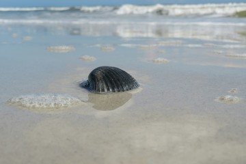 Black seashell on the beach in Atlantic coast of North Florida