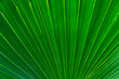 © sirawut - Green leaves texture,tropical leaf for nature background,leaf palm foliage tree