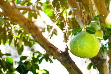 Organic green pomelo in organic farm