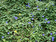 Bindweed Violet Blossoming Flowers On Plant Green Wall