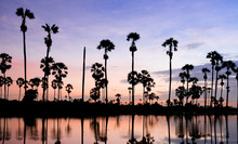 Beautiful Landscape Of Nature With Dramatic Cloudscape, Row Of Palm Trees In Silhouette Reflect On Surface Water Of River At Sunrise