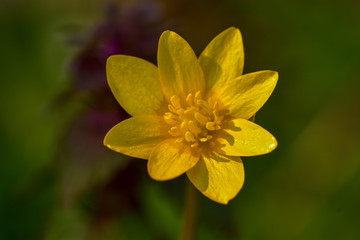 Wall Mural - Macro of a yellow flower in the garden