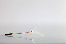One Dandilion Seed On Gray, Shiny Surface