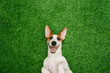 Cute  smiling dog jack russel terrier, lying on green grass.